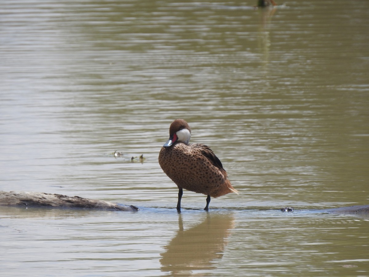 White-cheeked Pintail - JOSÉ AUGUSTO Mérida Misericordia