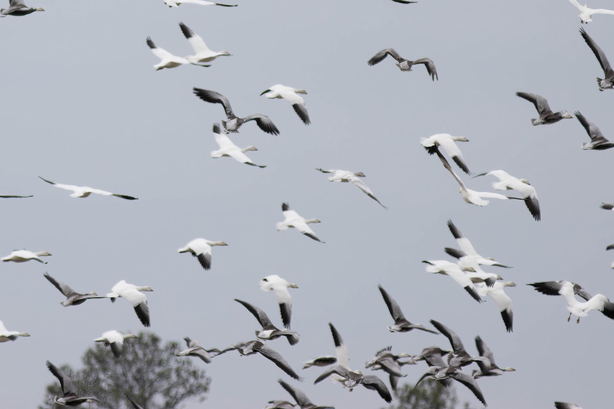 Snow Goose - ML614483763