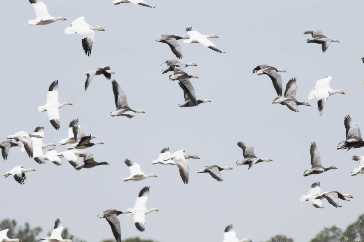 Snow Goose - ML614483765