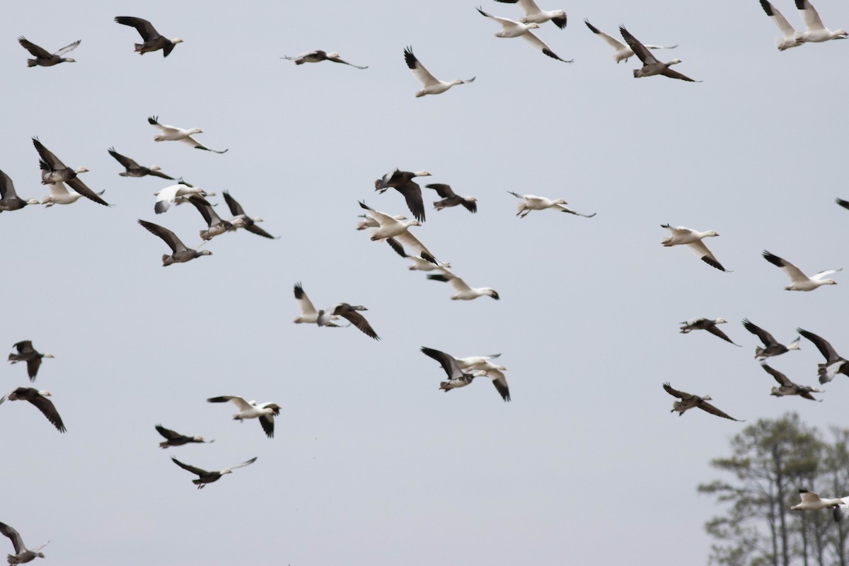 Snow Goose - ML614483766