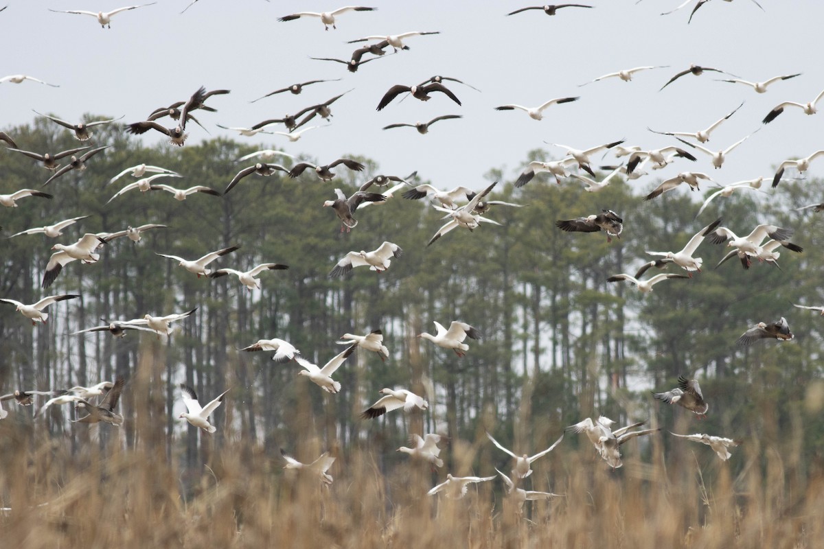 Snow Goose - ML614483769