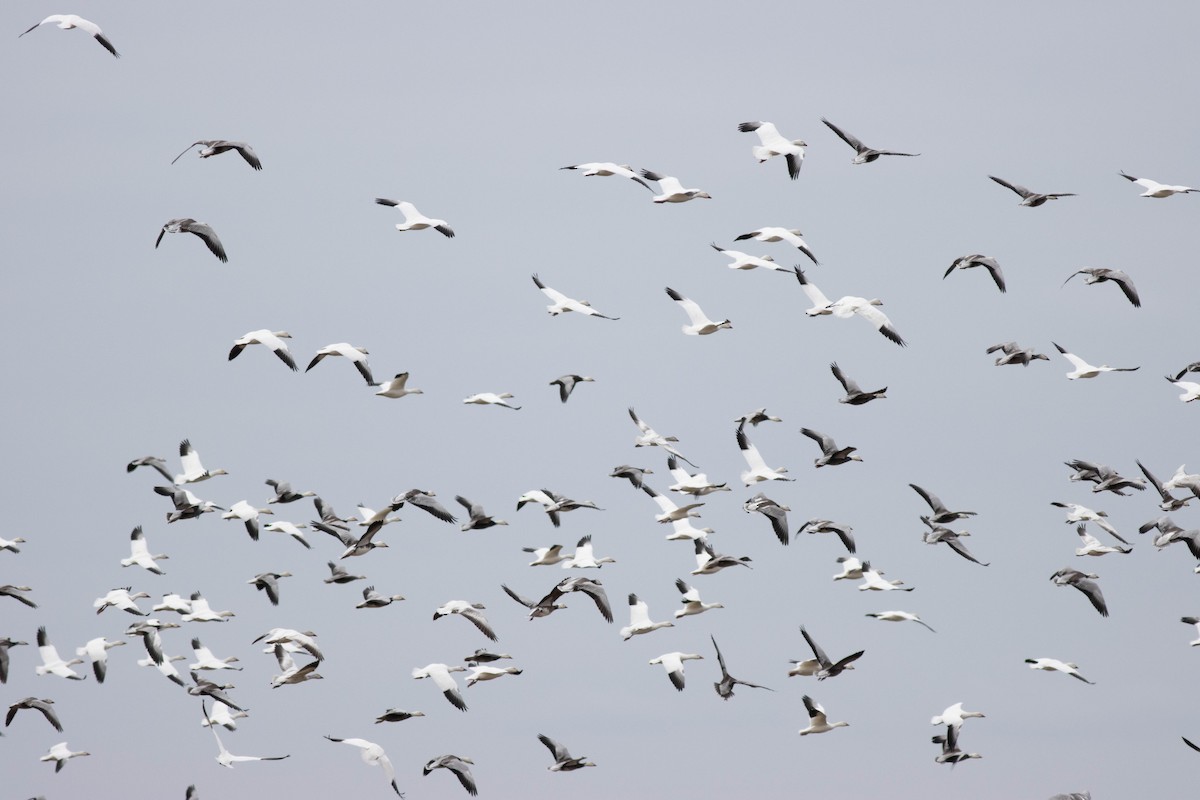 Snow Goose - ML614483770