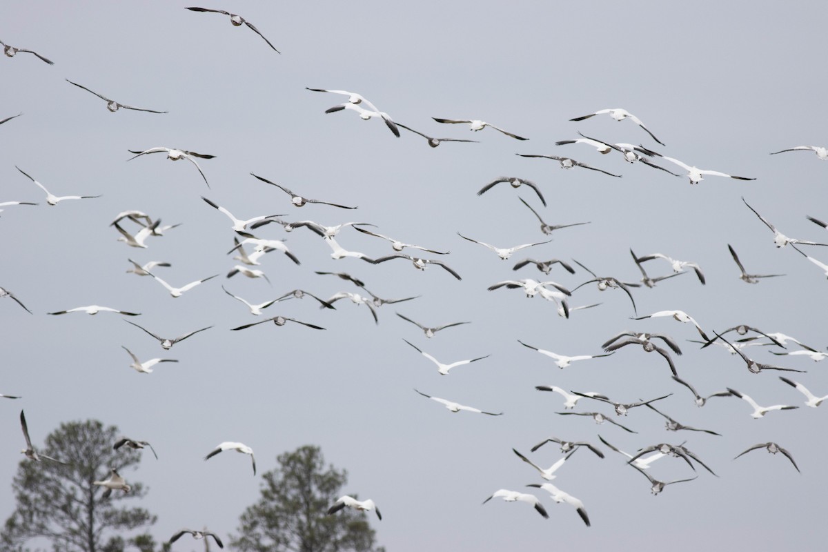 Snow Goose - ML614483771