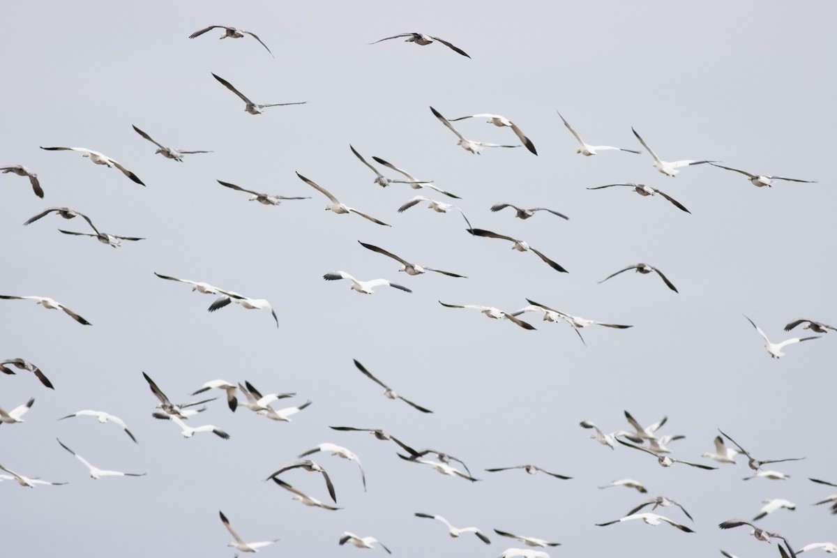 Snow Goose - ML614483772