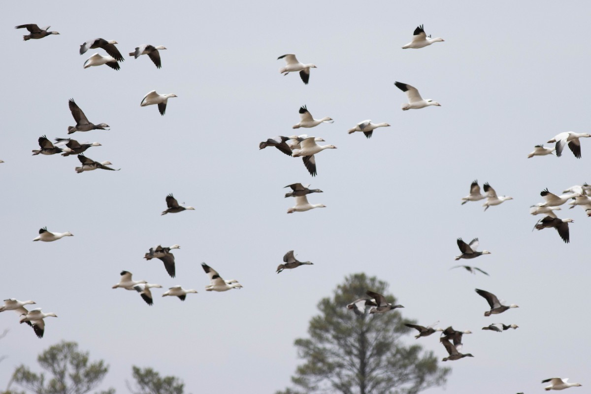 Snow Goose - ML614483773