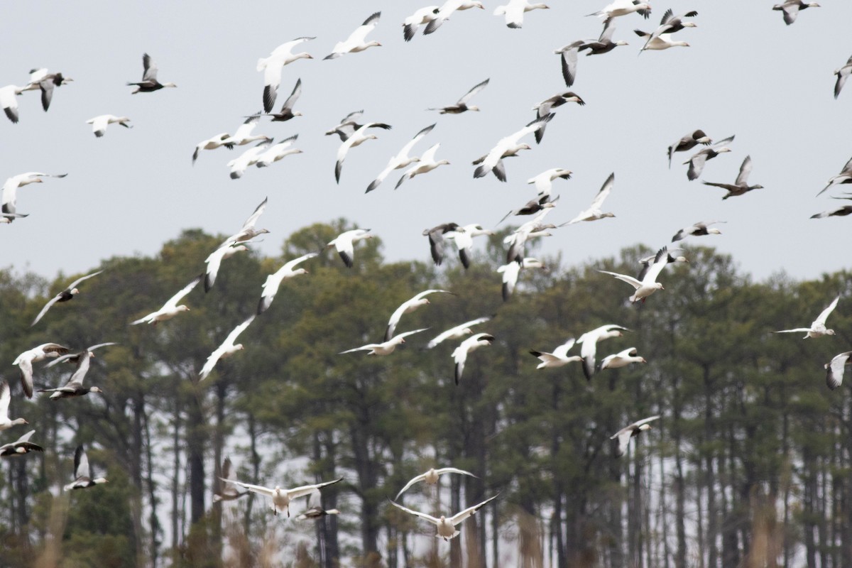 Snow Goose - ML614483774