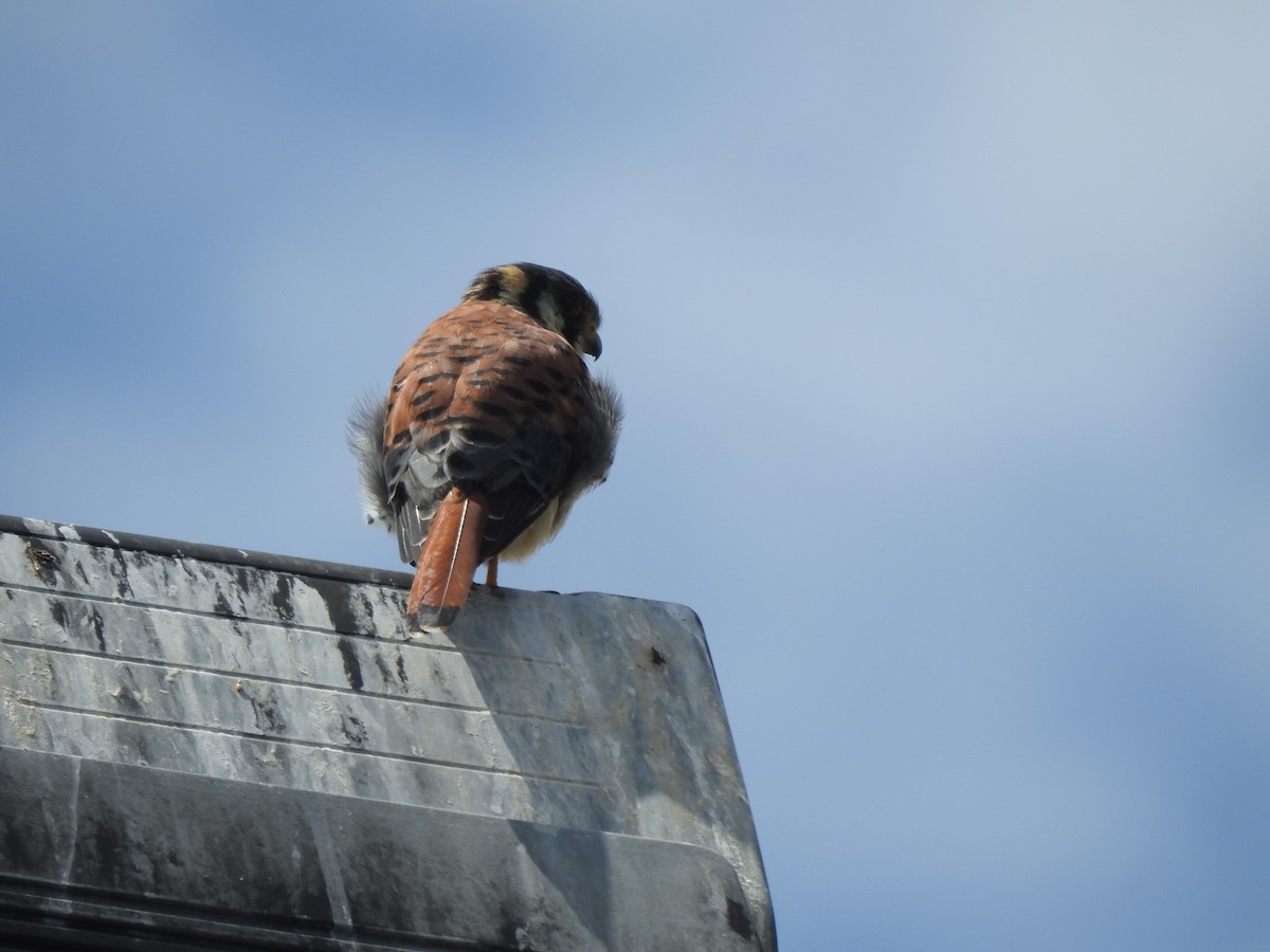 American Kestrel - JOSÉ AUGUSTO Mérida Misericordia