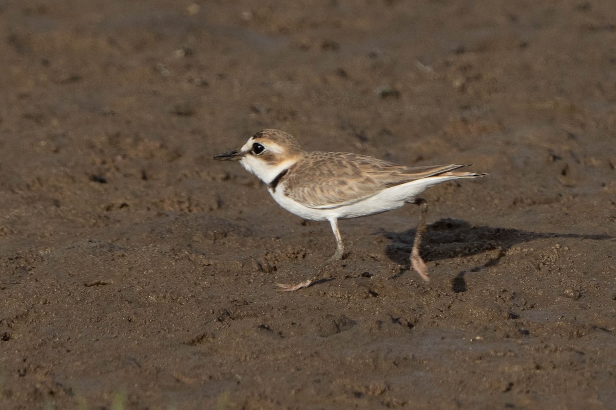 Collared Plover - ML614483823