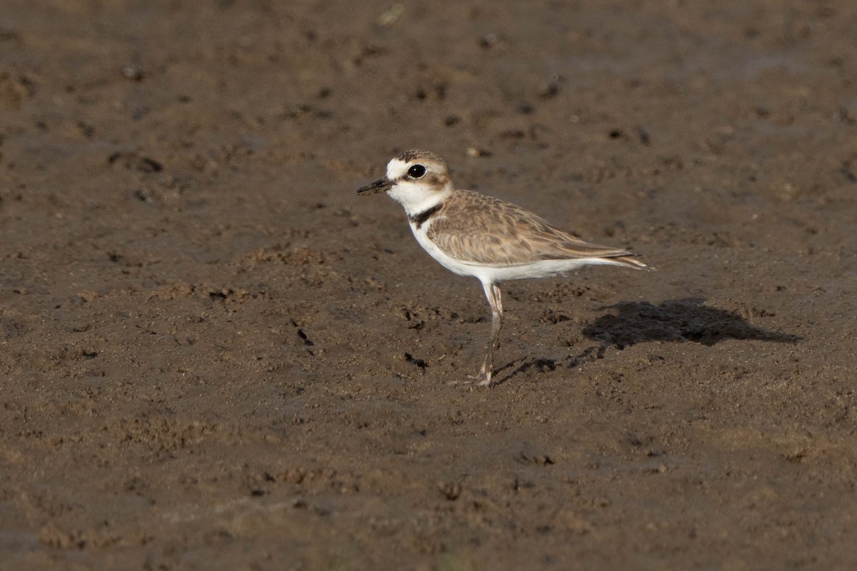 Collared Plover - ML614483824