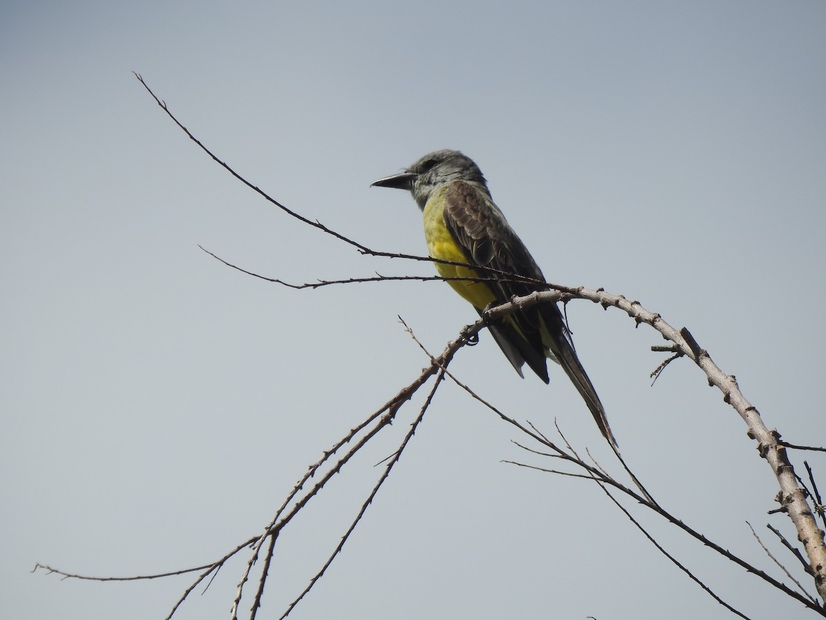 Tropical Kingbird - JOSÉ AUGUSTO Mérida Misericordia