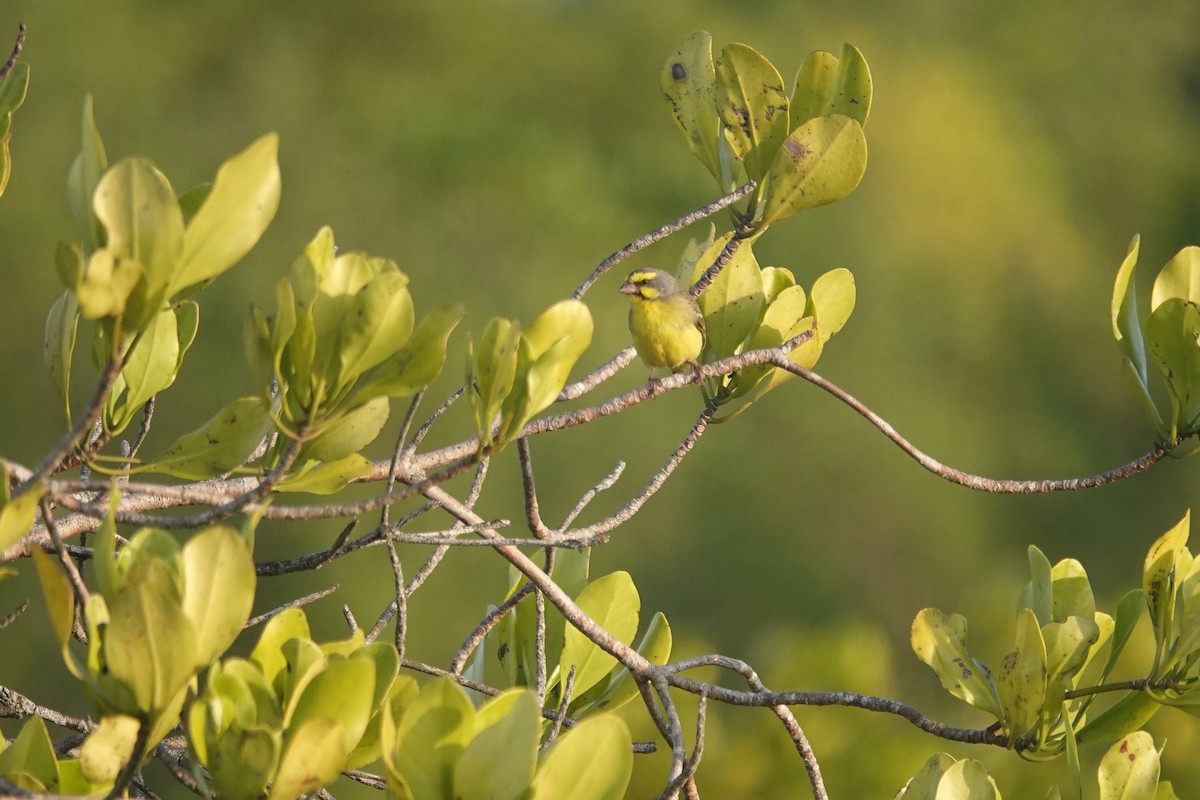 Serin du Mozambique - ML614483849