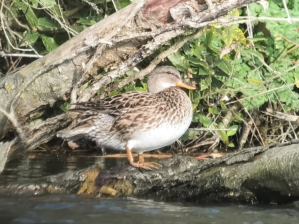 Gadwall - ML614483868