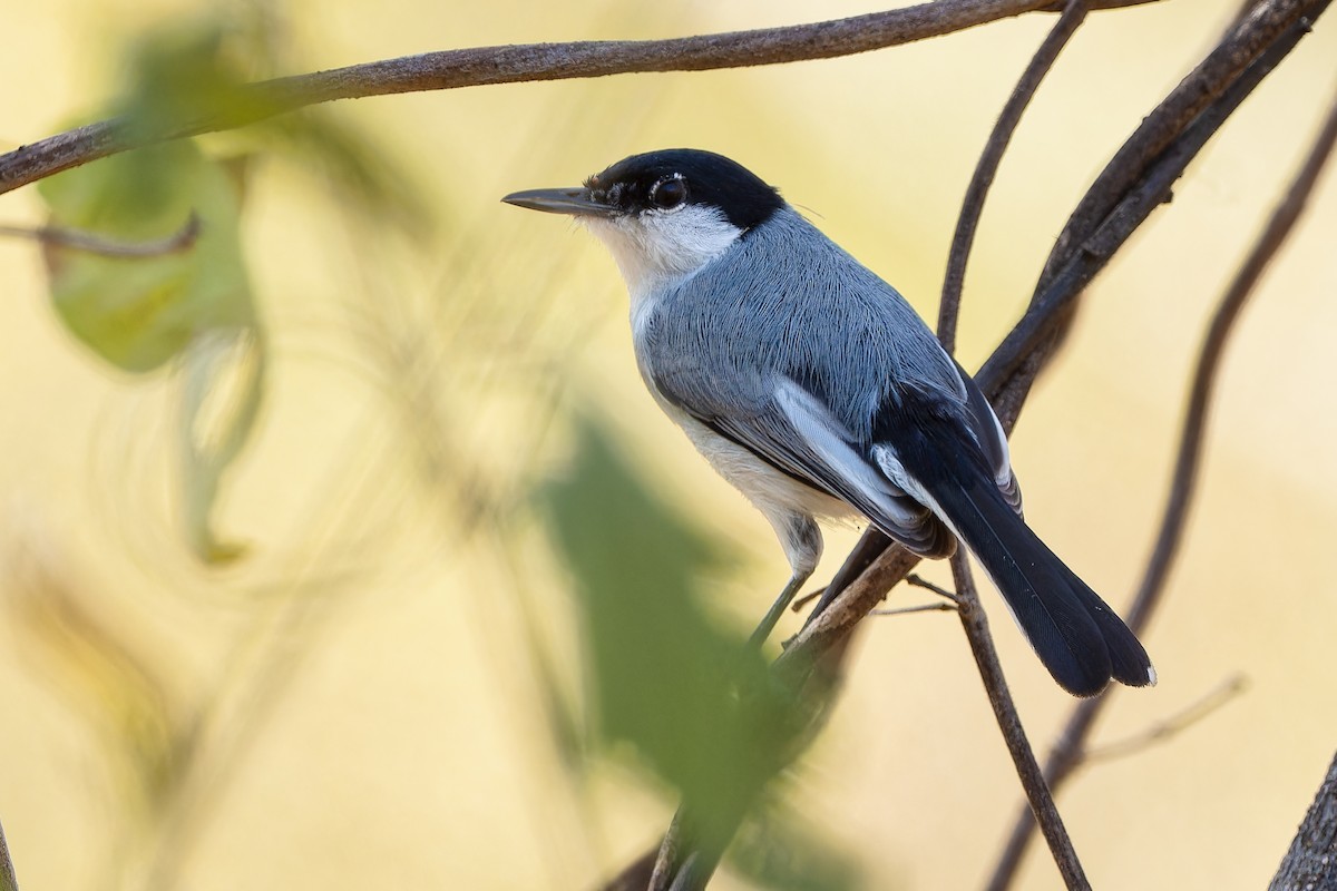 White-lored Gnatcatcher - ML614483881