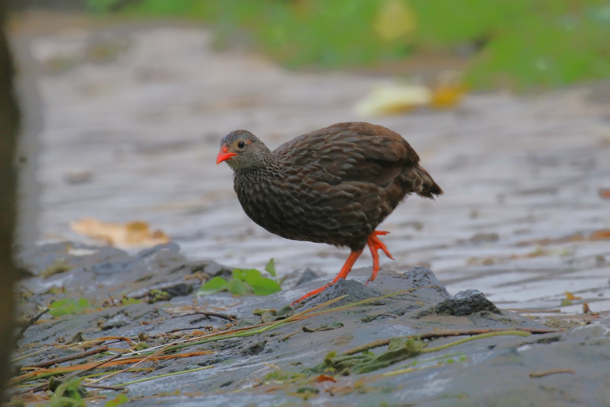 Scaly Spurfowl - Fikret Ataşalan