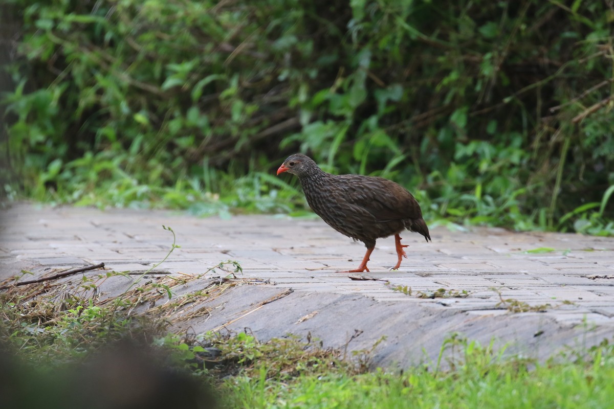 Scaly Spurfowl - ML614483951