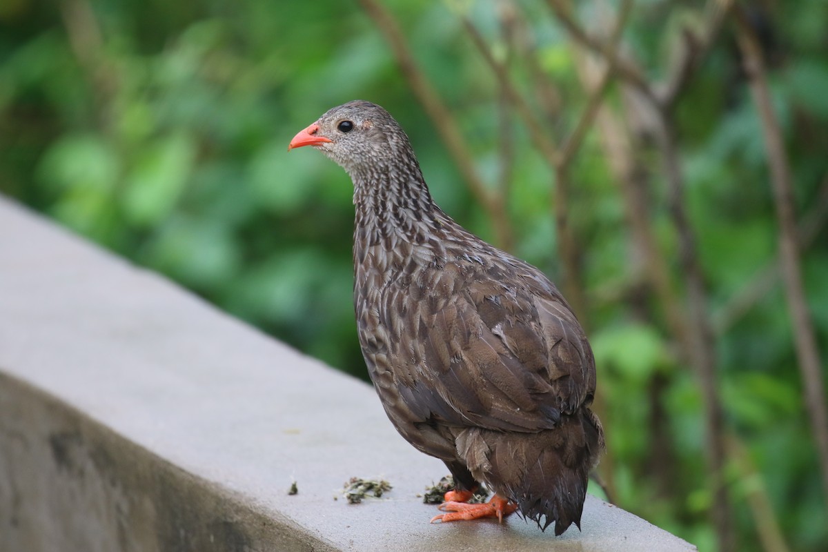 Scaly Spurfowl - ML614483952