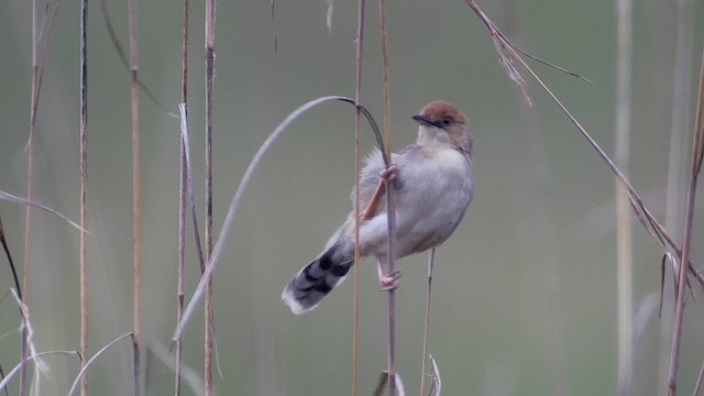 Chirping Cisticola - ML614483953