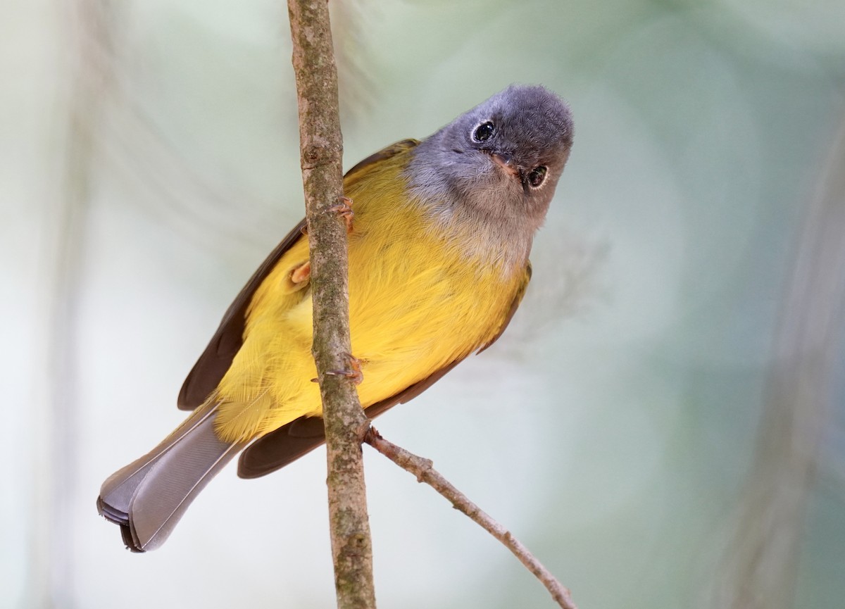 Gray-headed Canary-Flycatcher - ML614483994