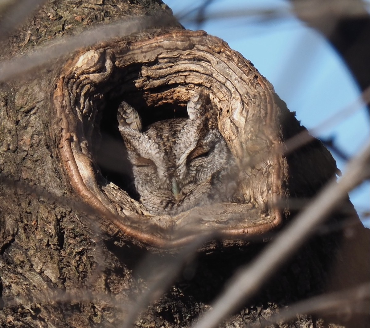 Eastern Screech-Owl - Peter Gagarin