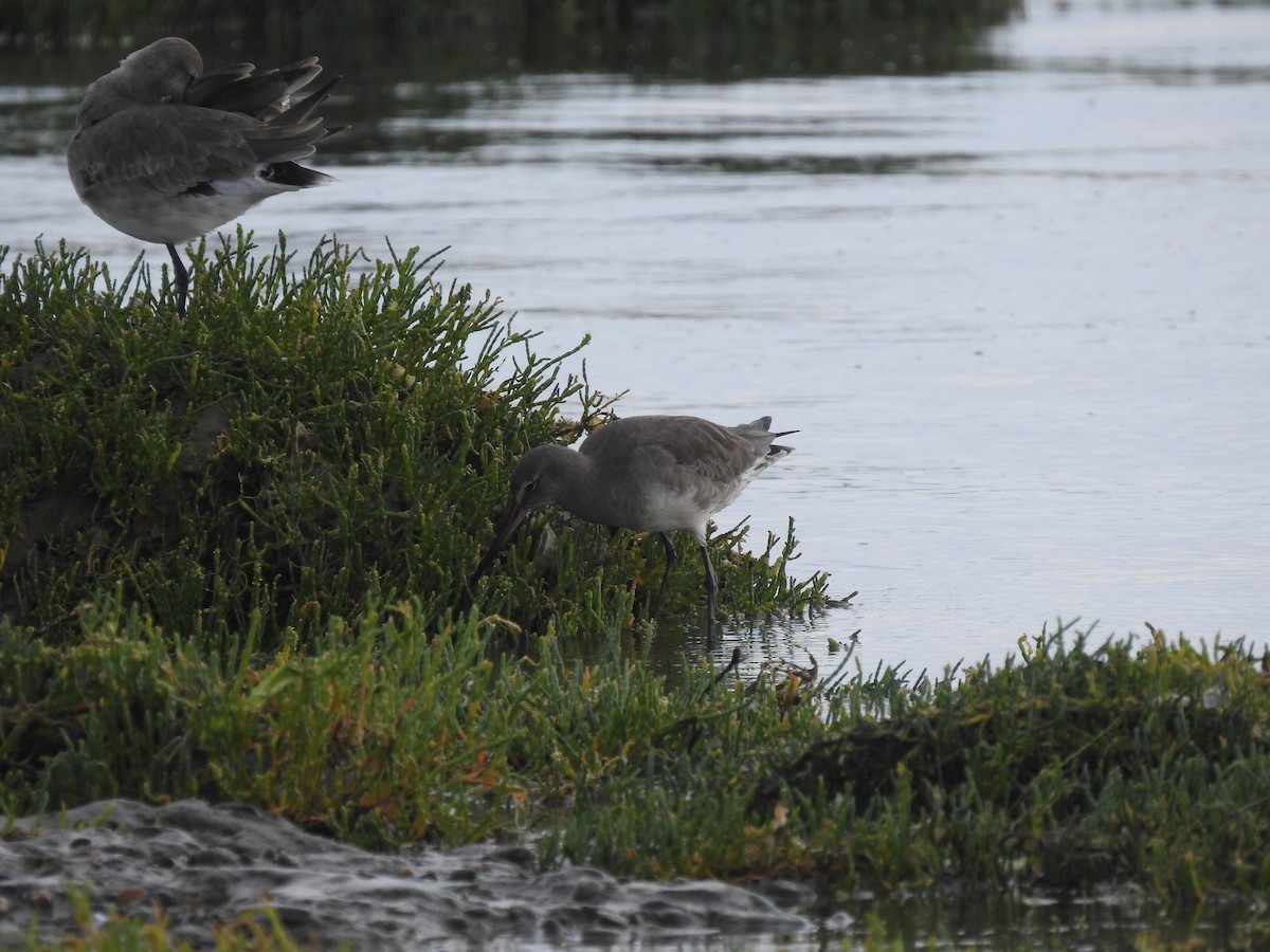 Hudsonian Godwit - Ian Walker