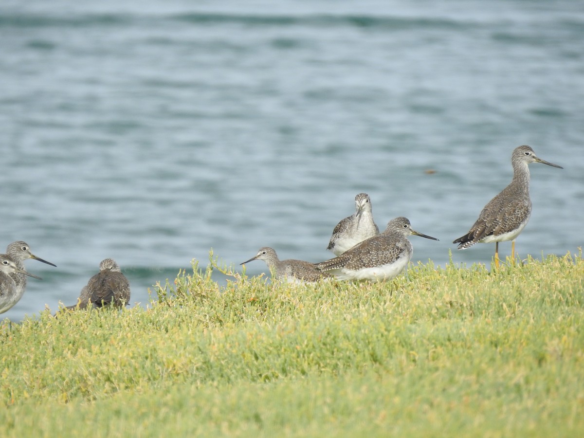 Lesser Yellowlegs - Ian Walker