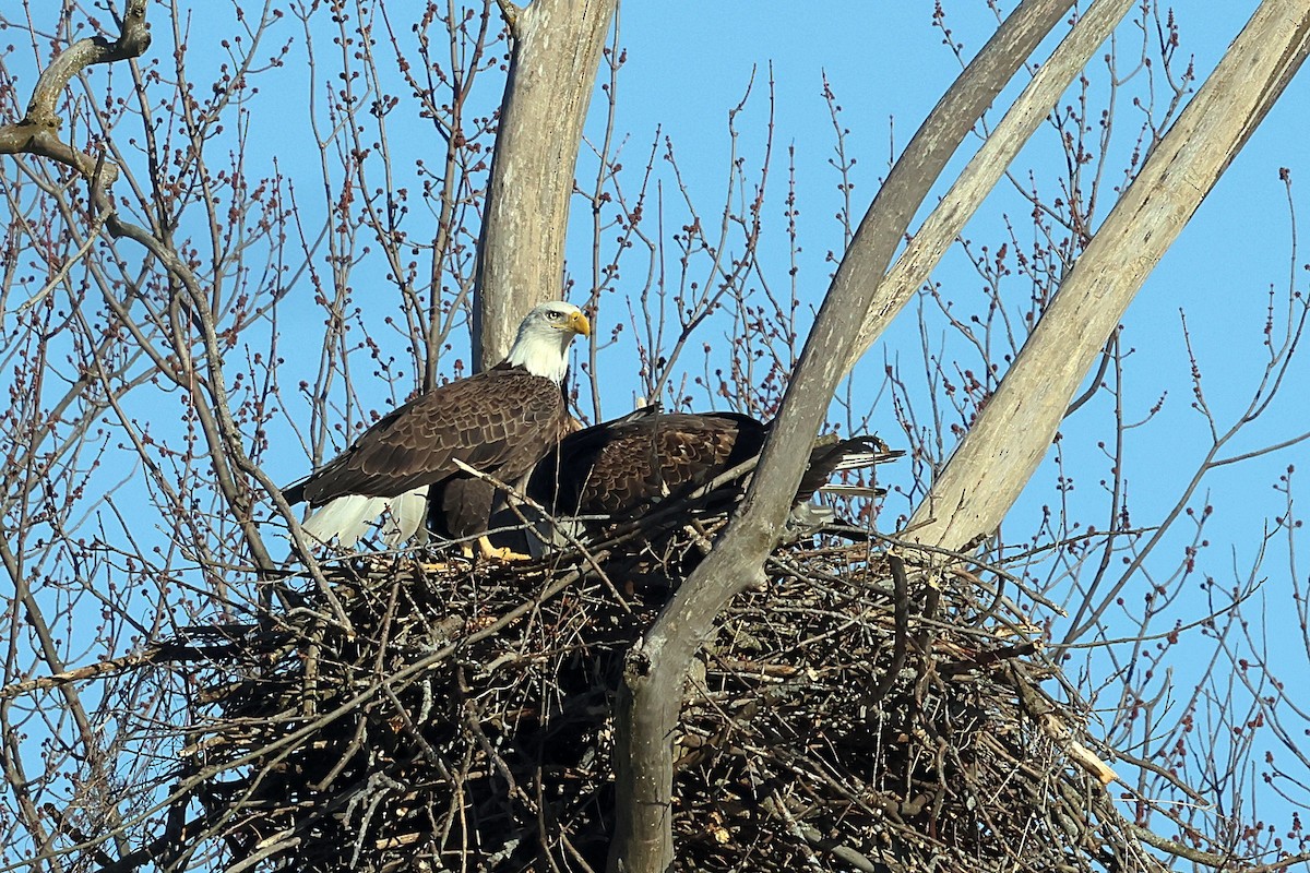 Bald Eagle - ML614484189