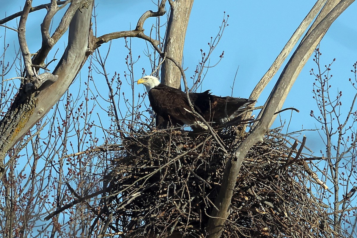 Bald Eagle - ML614484192