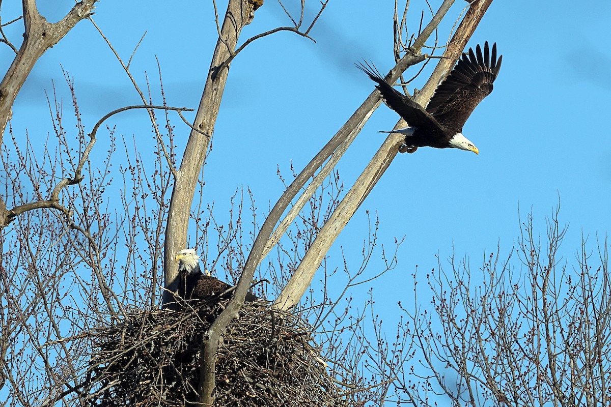 Bald Eagle - ML614484197