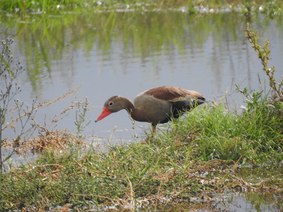 Dendrocygne à ventre noir - ML614484205