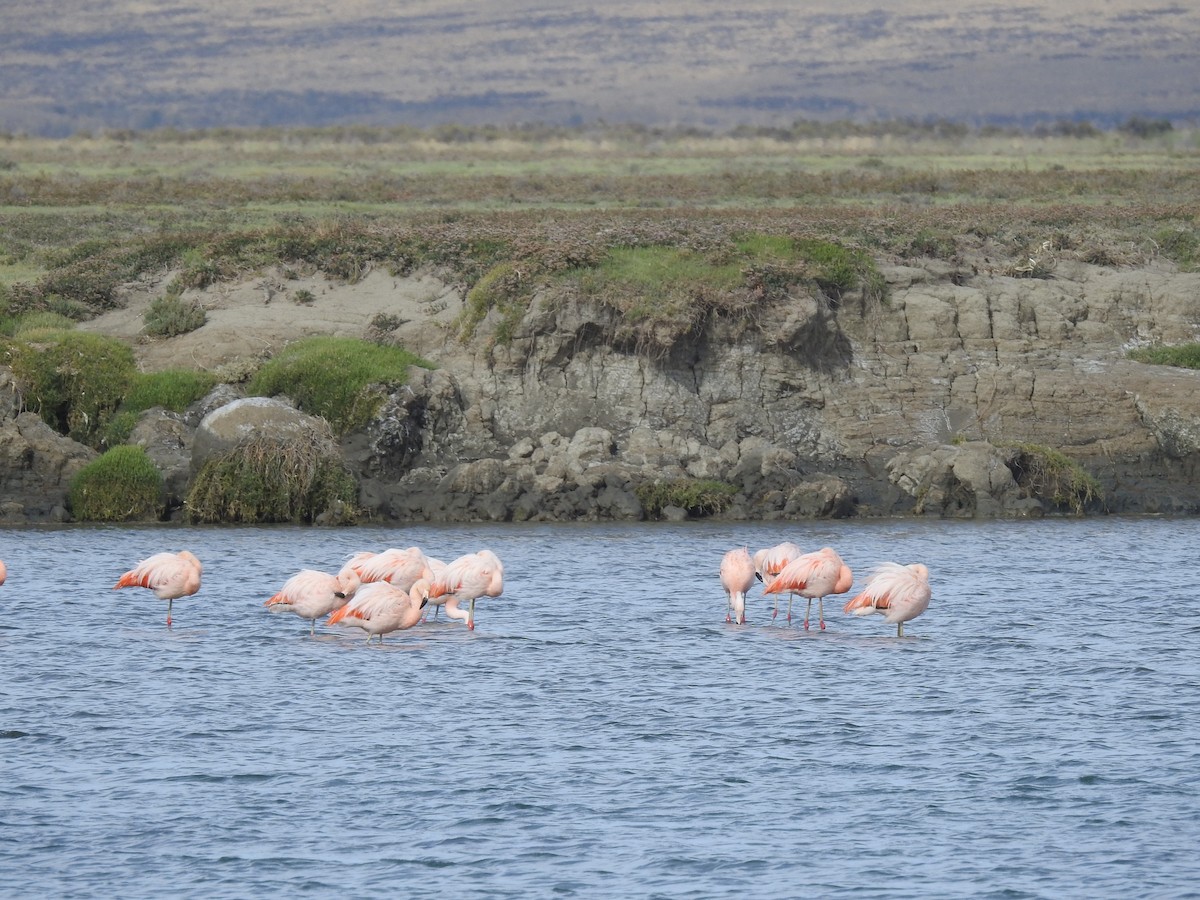 Chilean Flamingo - Ian Walker