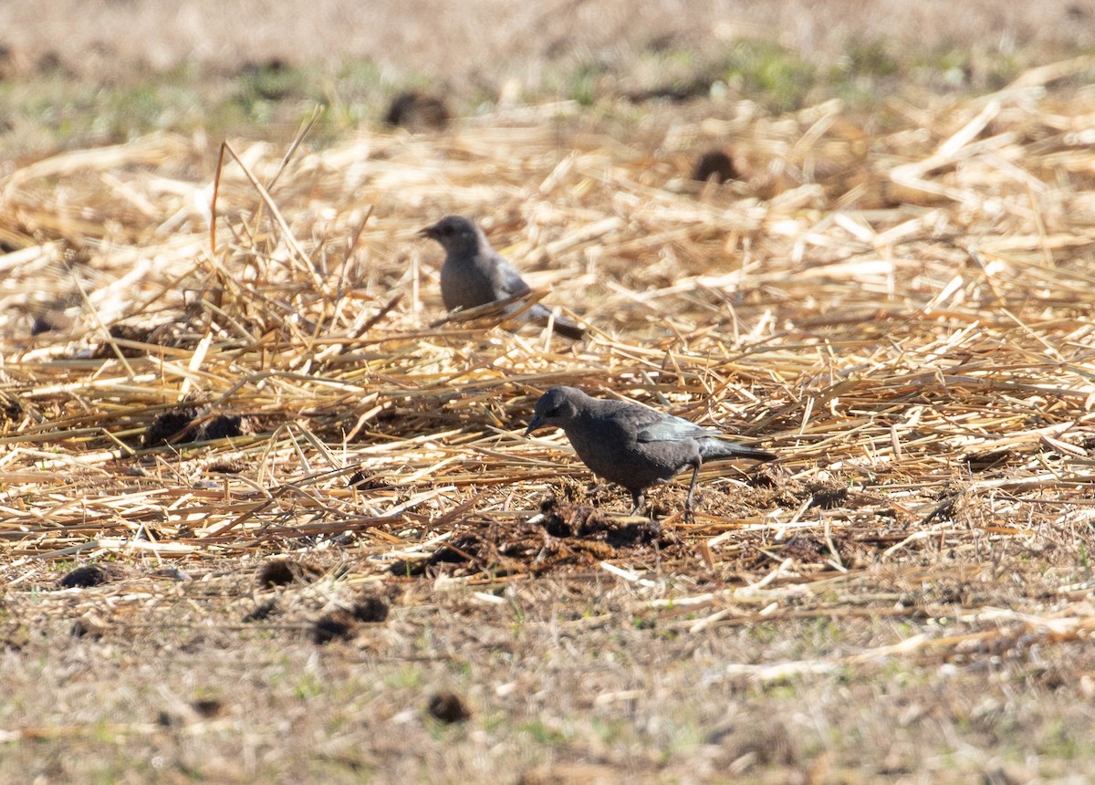 Brewer's Blackbird - ML614484220