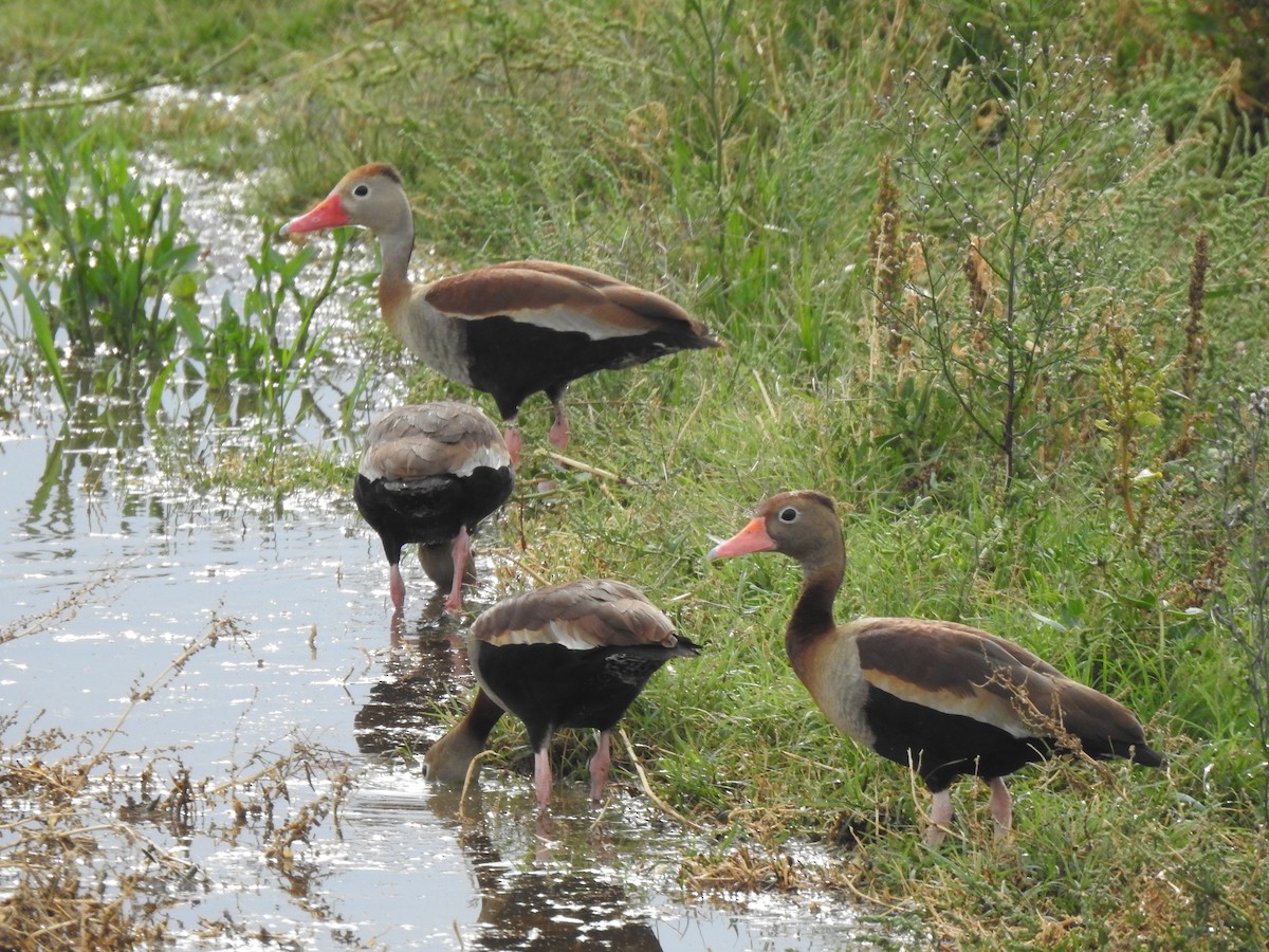 Dendrocygne à ventre noir - ML614484264