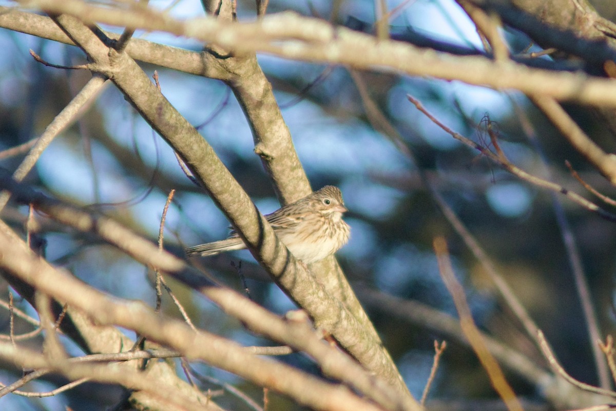 Vesper Sparrow - ML614484308