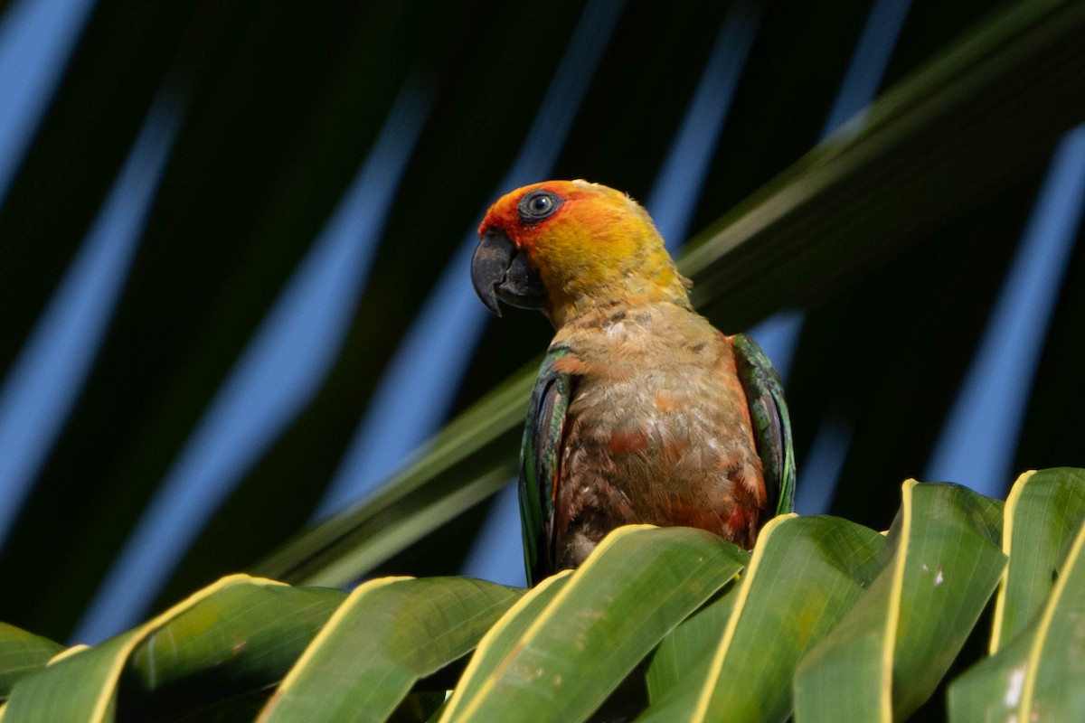 Golden-capped Parakeet - ML614484366