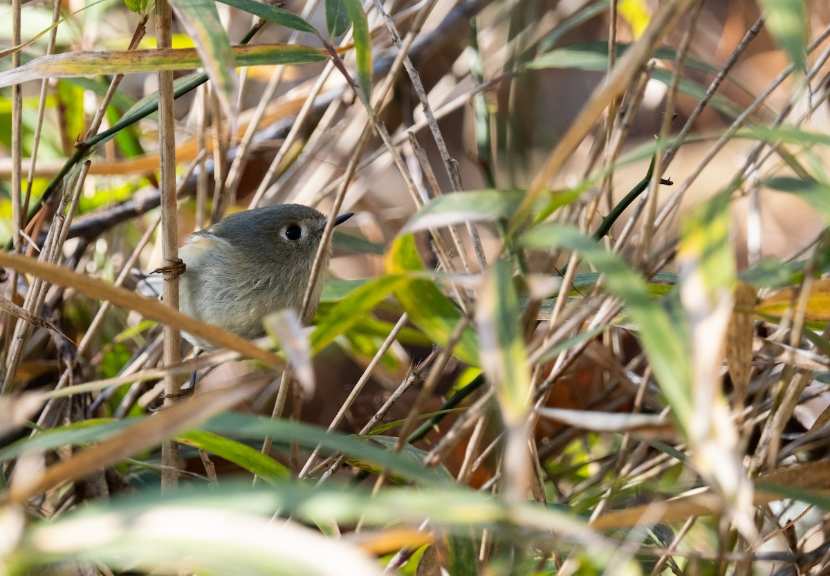 Ruby-crowned Kinglet - ML614484430