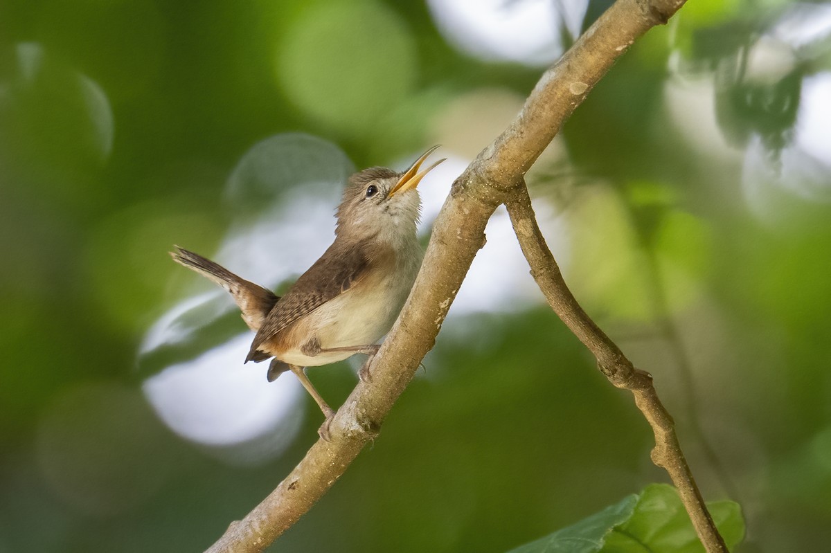 House Wren (St. Lucia) - ML614484450