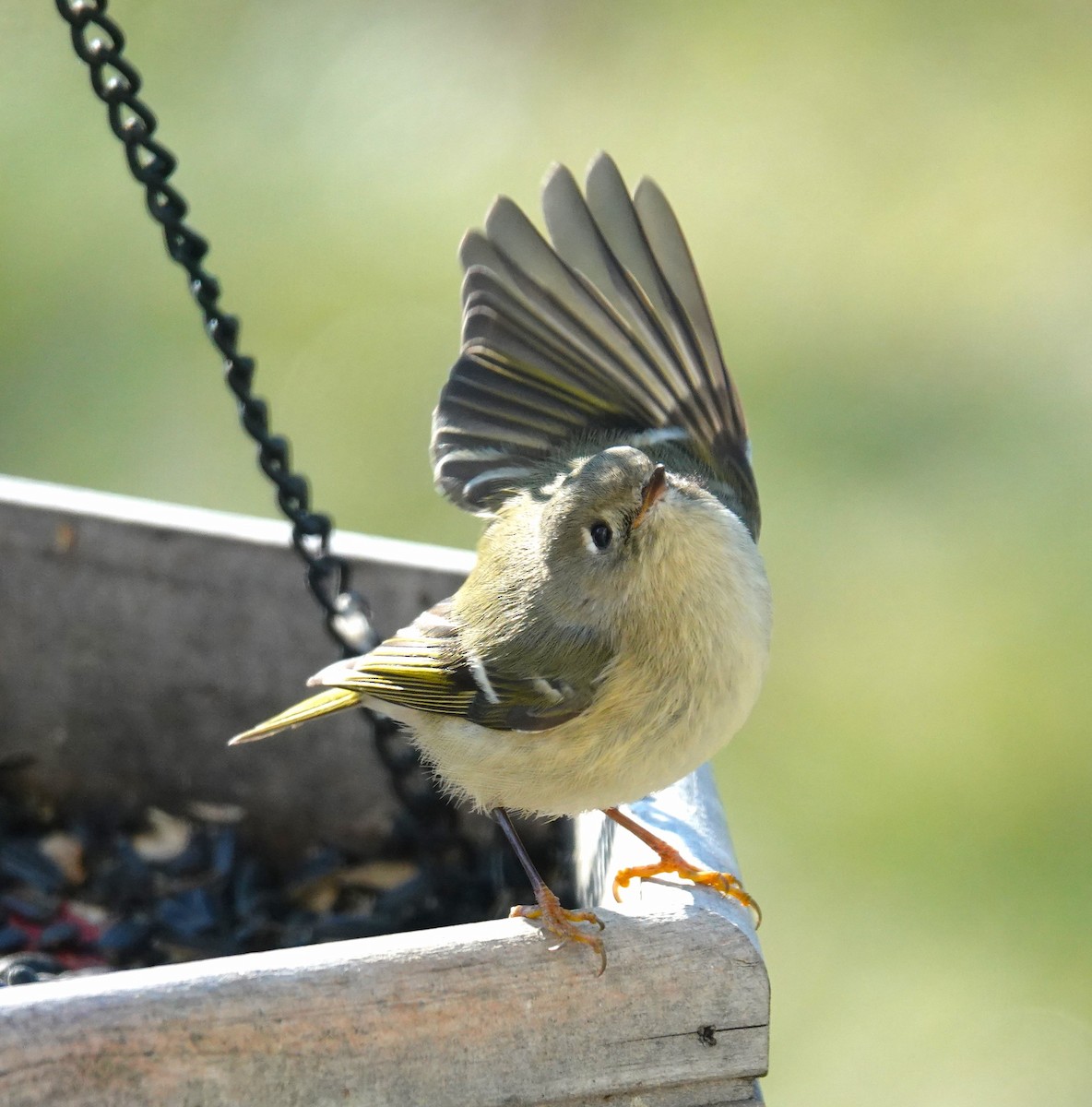 Ruby-crowned Kinglet - ML614484454