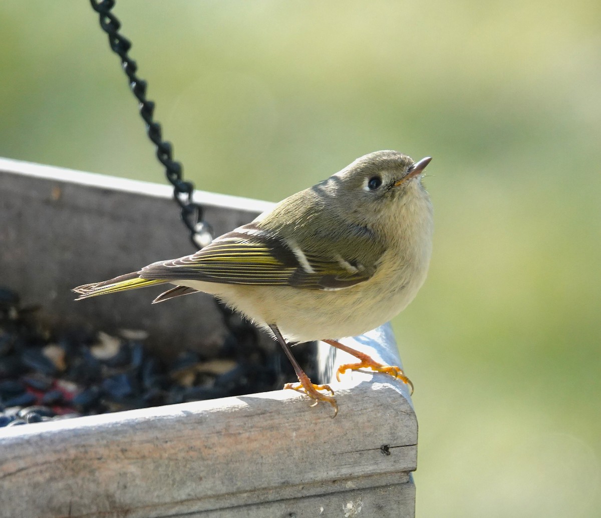 Ruby-crowned Kinglet - ML614484456