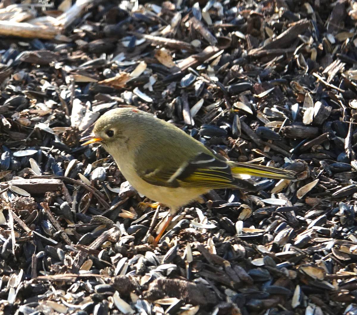 מלכילון אמריקני - ML614484457