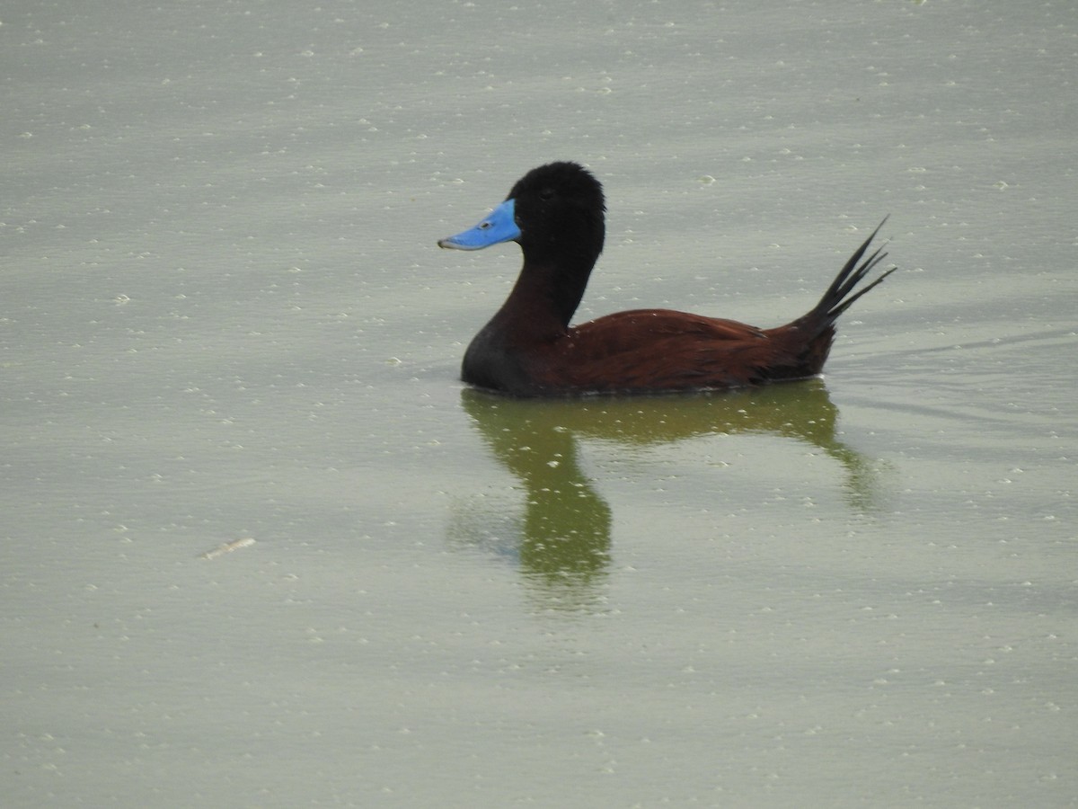 Andean Duck - JOSÉ AUGUSTO Mérida Misericordia