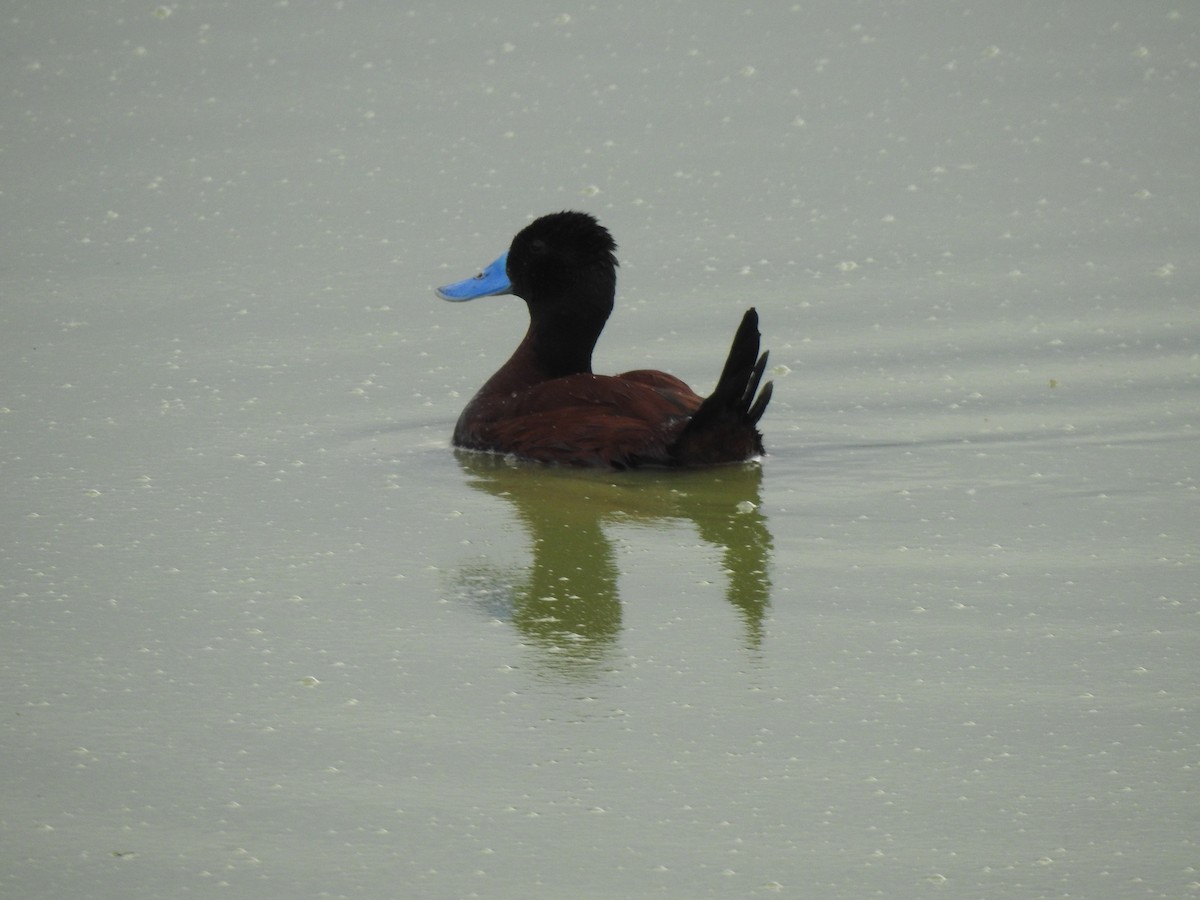 Andean Duck - JOSÉ AUGUSTO Mérida Misericordia