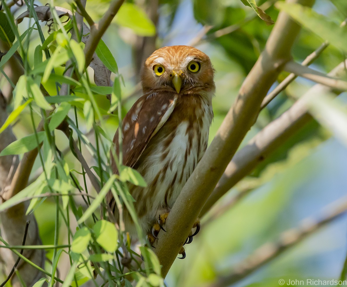 Ferruginous Pygmy-Owl - John Richardson