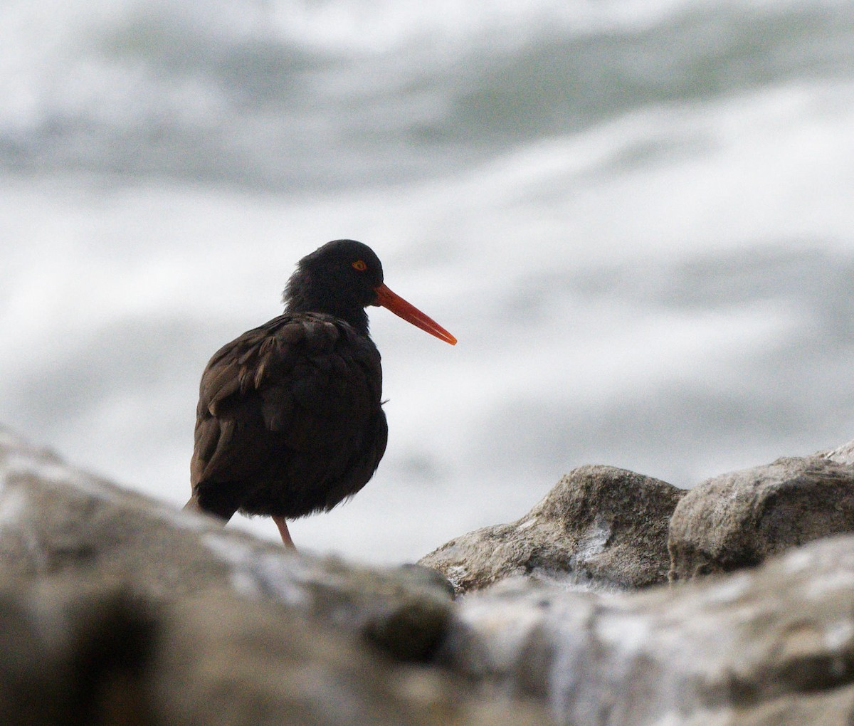 Black Oystercatcher - ML614484664