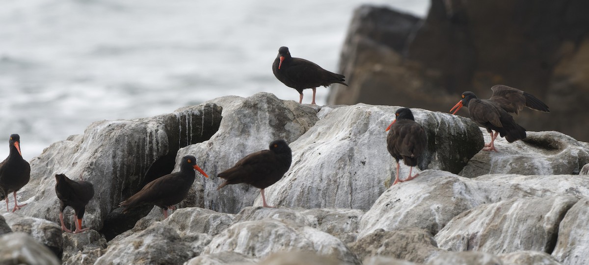 Black Oystercatcher - ML614484665