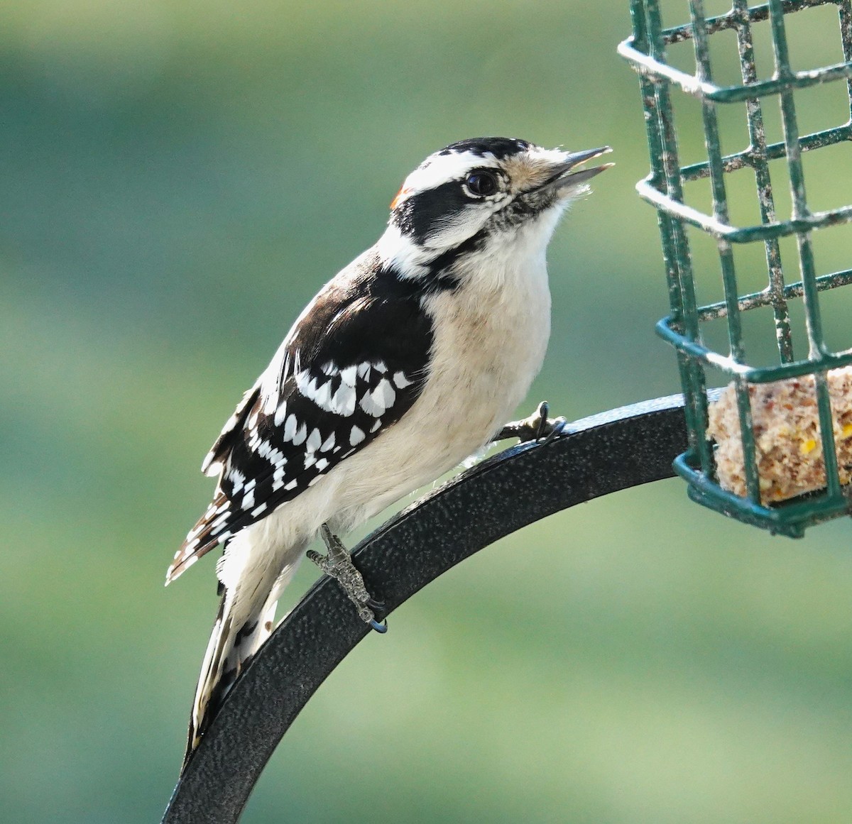 Downy Woodpecker - ML614484696