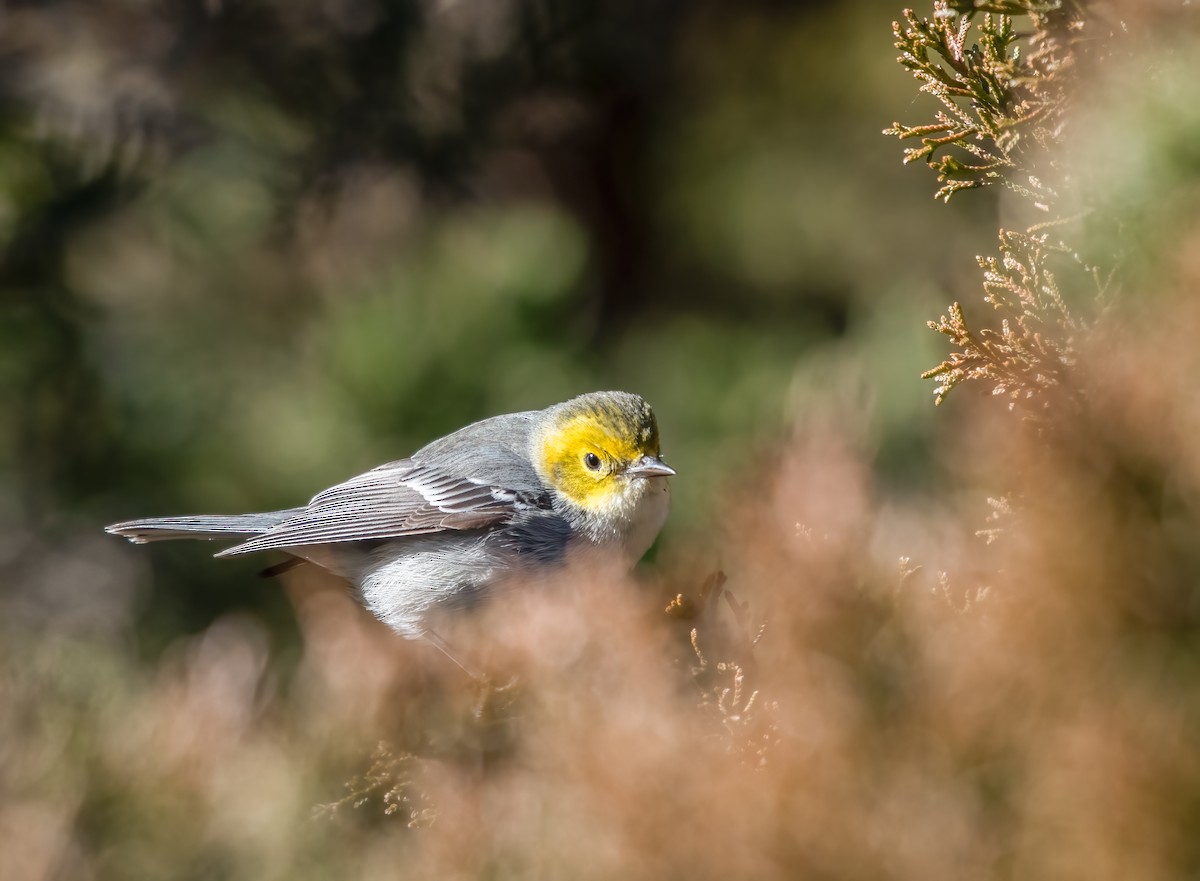 Hermit Warbler - ML614484705