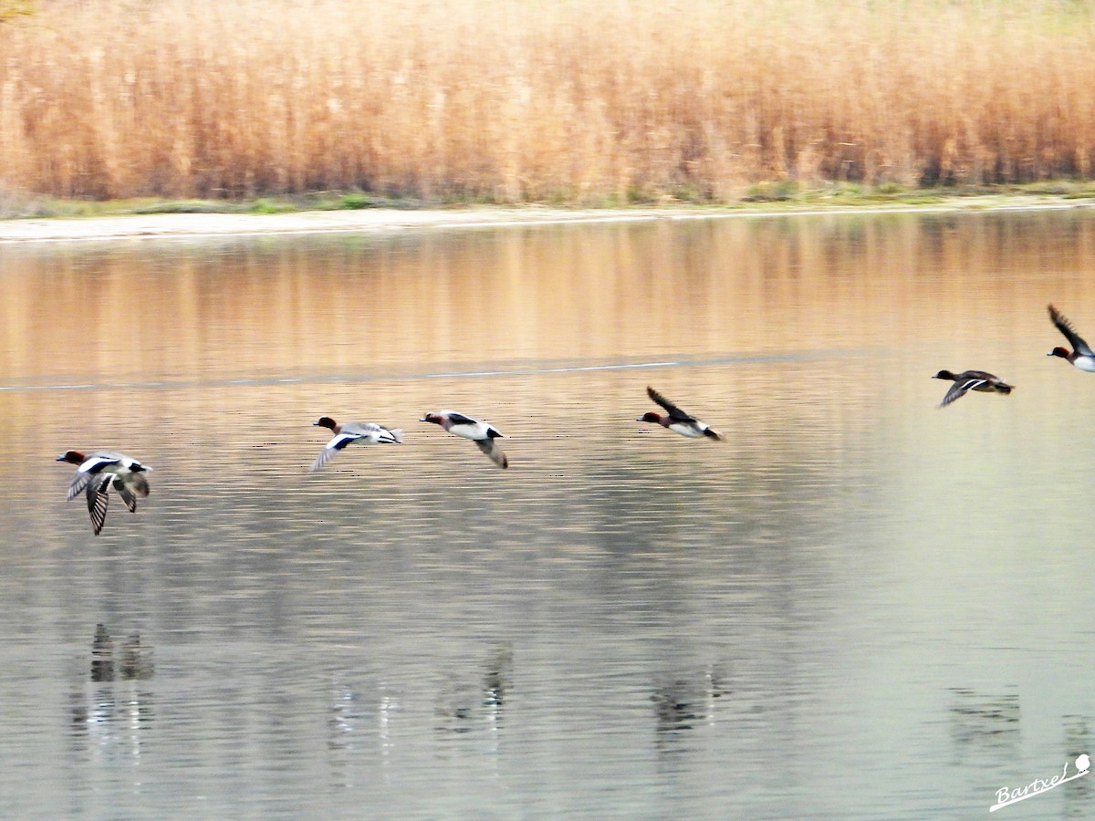 Eurasian Wigeon - ML614484775