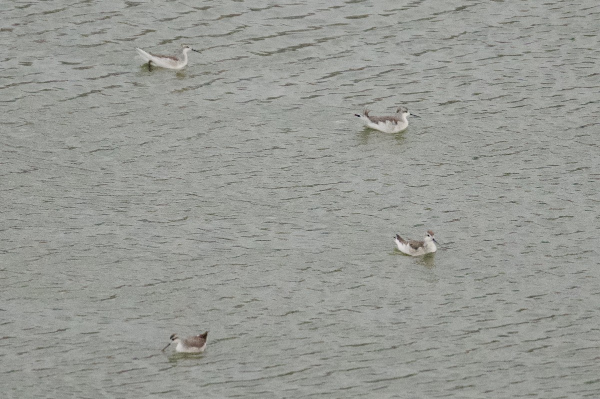 Wilson's Phalarope - Debbie Metler