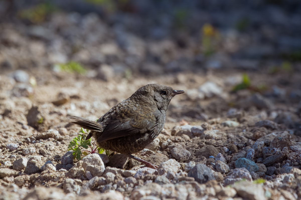 Magellanic Tapaculo - ML614484824