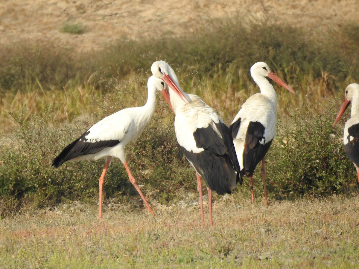 White Stork - Priyesh Kumar